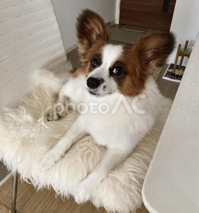 気取った視線を送って来る犬 パピヨン,papillon,犬の写真素材