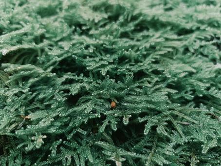 苔のじゅうたん 苔,こけ,緑の写真素材