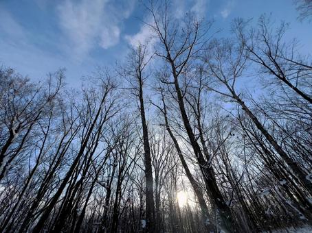 冬の森と透き通る青空の風景 冬,森,林の写真素材