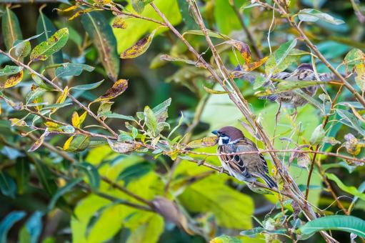 Young sparrow (78), JPG Young sparrow (78), JPG