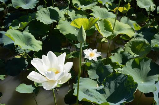 蓮の花 蓮の花の写真