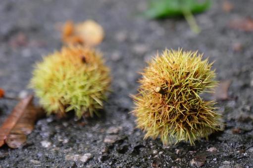 栗 栗,クリ,自然の写真素材