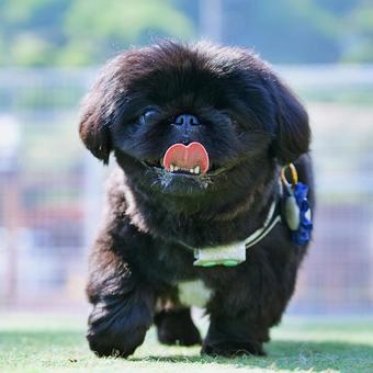 ペキニーズのクローズアップ ペキニーズのクローズアップ 犬,ペキニーズ,小型犬の写真素材