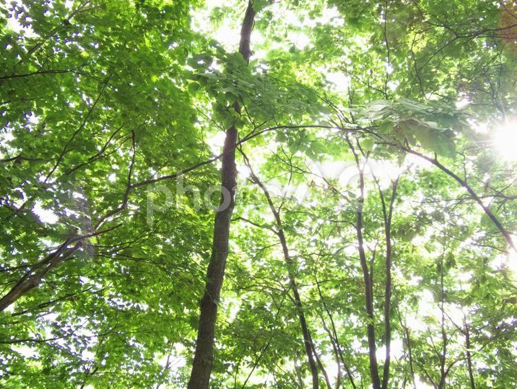 新緑の森の木漏れ日 グリーン,イメージ,エコの写真素材