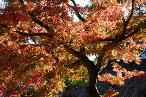 紅葉した鮮やかな木 紅葉した鮮やかな木の写真