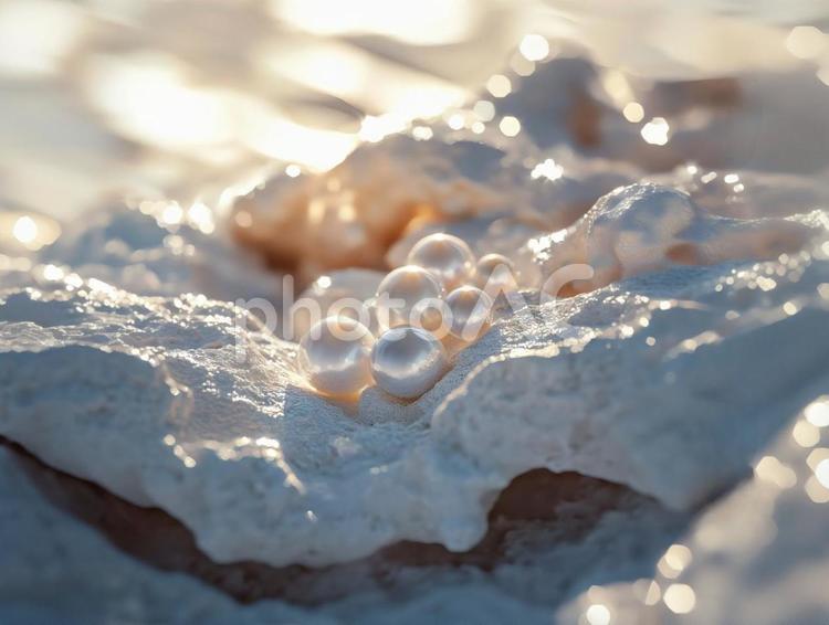朝陽にきらめく天然の真珠 真珠,パール,天然石の写真素材