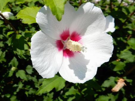 【花の写真】白いムクゲの花 【花の写真】白いムクゲの花の写真