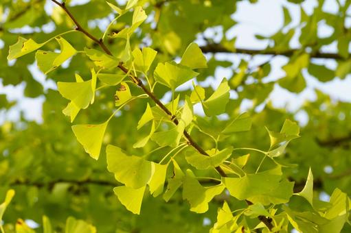 イチョウの葉 イチョウ,葉,黄葉の写真素材
