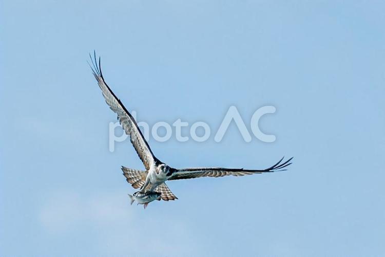 獲物を捕まえたミサゴ ミサゴ,魚鷹,野鳥の写真素材