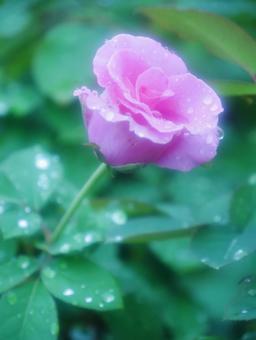雨に濡れたバラ 雨に濡れたバラの写真