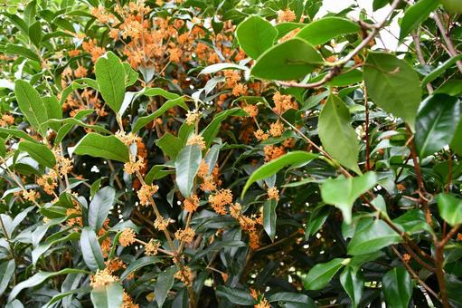 キンモクセイの花 キンモクセイ,花,オレンジの写真素材