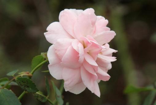 バラ・薔薇 ボニカ バラ・薔薇 ボニカの写真