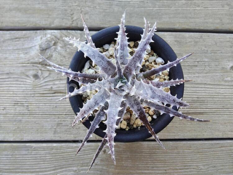 多肉植物　ディッキア 多肉植物,ディッキア,塊根植物の写真素材