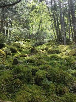 夏の八ヶ岳 苔の森 夏の八ヶ岳 苔の森の写真