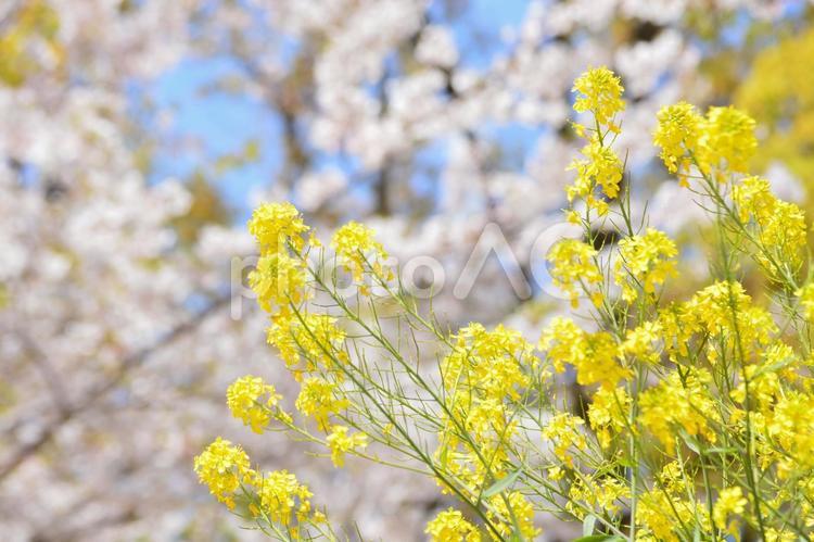 桜と菜の花（菜の花にピント） 春,桜,菜の花の写真素材