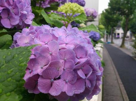 紫陽花 紫陽花の写真