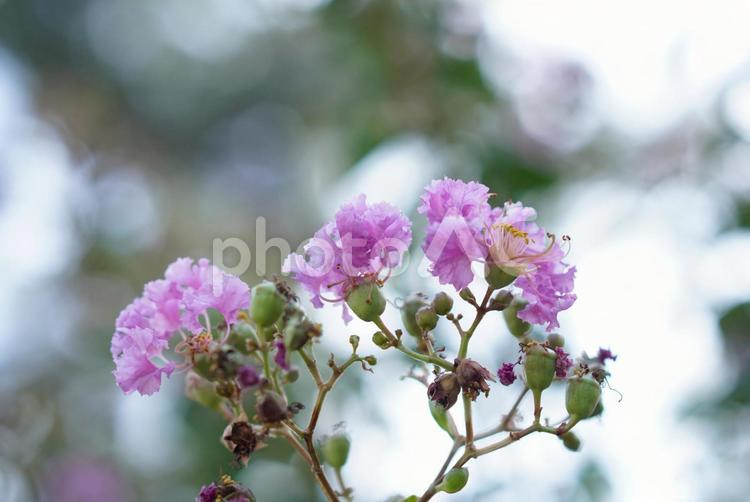 桃色と柔らかい雰囲気がかわいらしい植物 花,ピンク,桃色の写真素材