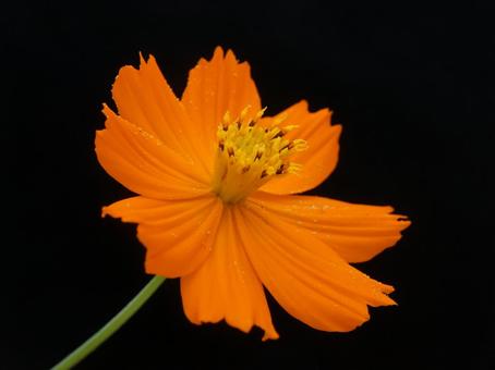 キバナコスモス キバナコスモスの写真