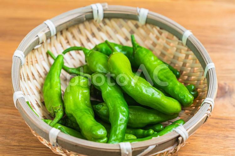 竹ざるに入った新鮮なししとう ししとう,野菜,獅子唐辛子の写真素材