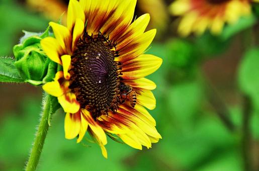 ひまわり園にての写真