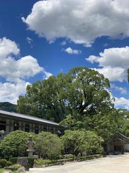楠と空と雲 楠と空と雲 太宰府天満宮,福岡県太宰府市,楠の写真素材