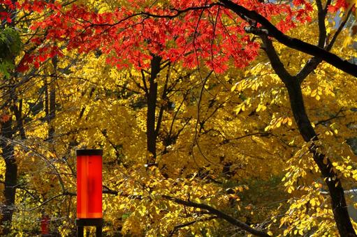 中島公園の秋模様３の写真