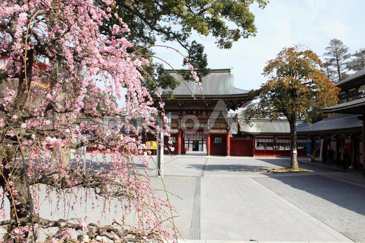 佐賀県の祐徳稲荷神社の楼門、梅の季節 祐徳稲荷神社,楼門,ウガノミタマの写真素材