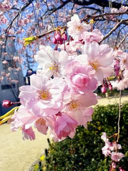 桜の花♪ 桜の花♪の写真