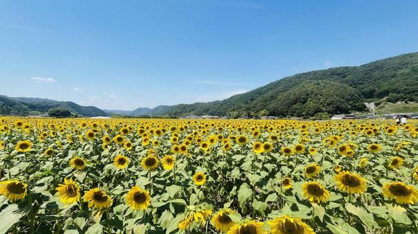 ひまわり畑 ひまわり畑 ひまわり,向日葵,背景の写真素材