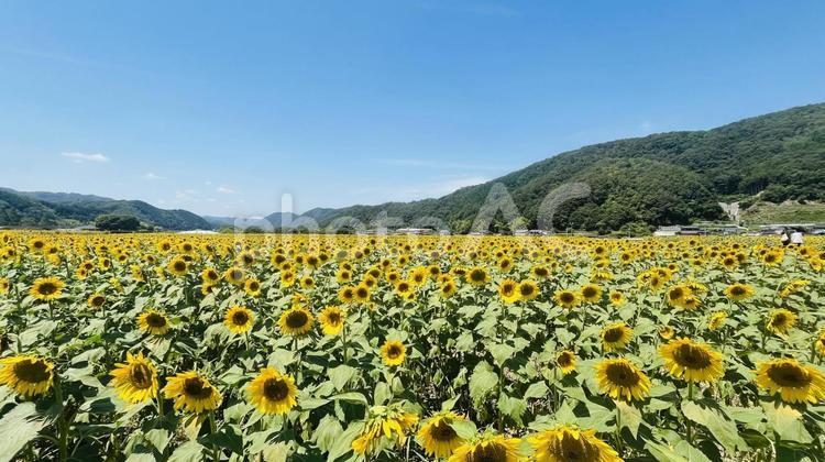 ひまわり畑 ひまわり,向日葵,背景の写真素材
