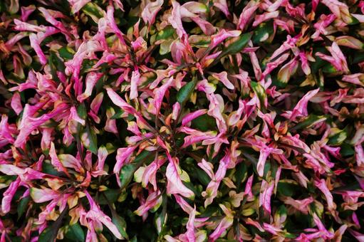 赤いアキランサス 赤いアキランサス アキランサス,アルテルナンテラ,テランセラの写真素材