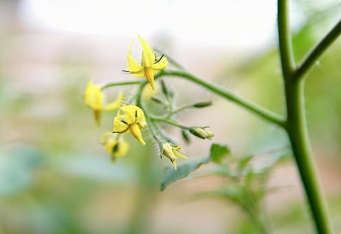 Mini tomato flower, tomato, flower, yellow, JPG