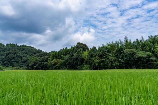 夏の緑と青い空 青空,雲,空の写真素材