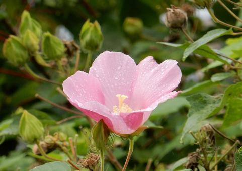 【花の写真】ムクゲの花 【花の写真】ムクゲの花の写真