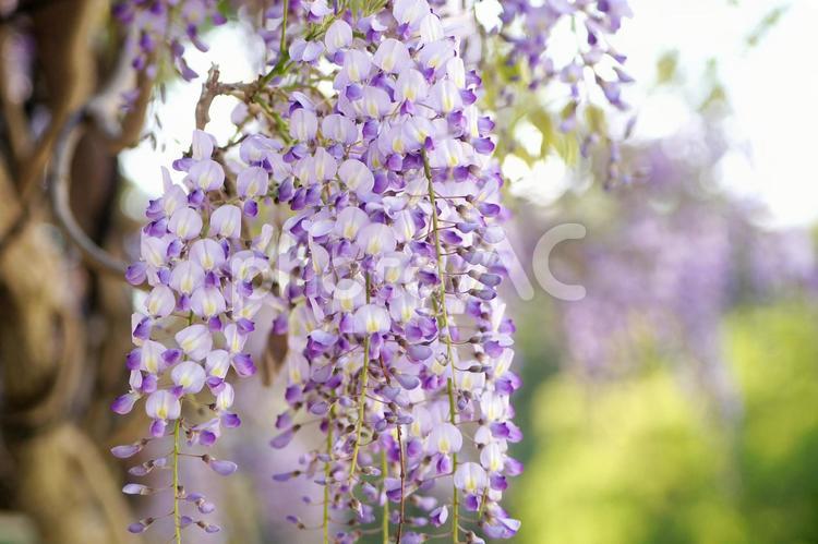 藤の花-56 藤,藤色,薄紫の写真素材