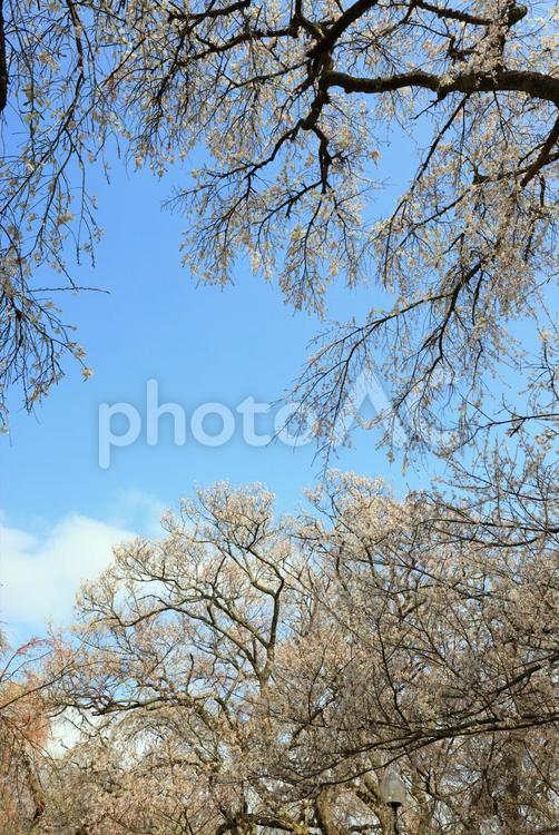 徳佐のしだれ桜  徳佐のしだれ桜,桜,桜並木の写真素材