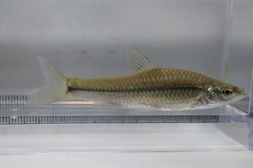 川魚 モツゴ(クチボソ) 川魚 モツゴ(クチボソ) モツゴ,アクアリウム,魚の写真素材