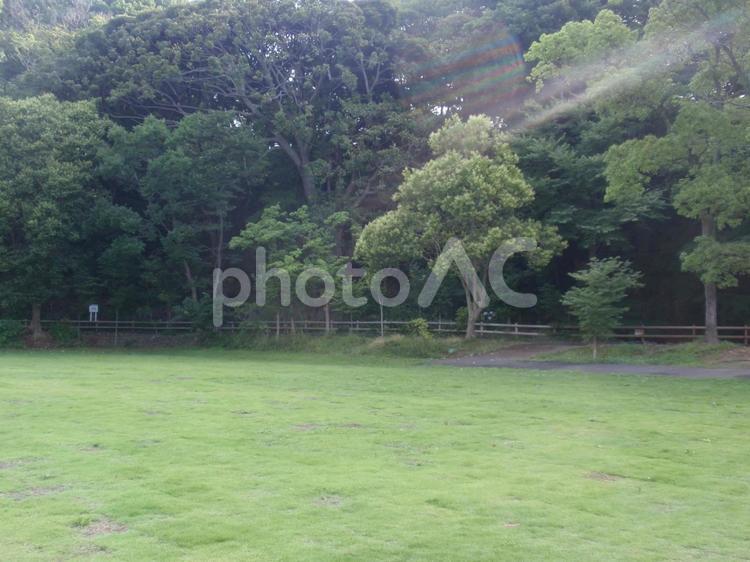 公園の朝日　七色の光 自然,草,素材の写真素材