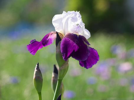 Photo, german iris, germany iris, iris, 