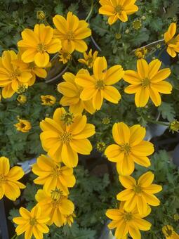 ビデンス　花 ビデンス,花,ウインターコスモスの写真素材