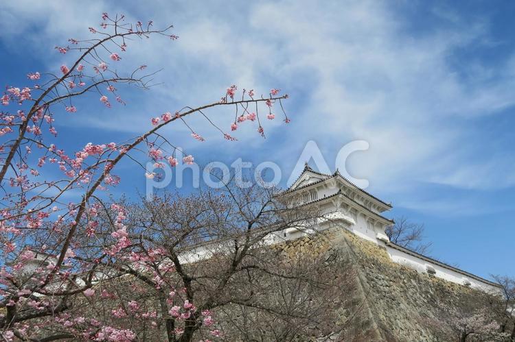 姫路城と桜 姫路城,桜,世界遺産の写真素材