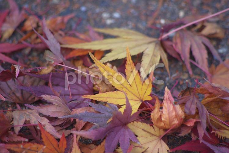 紅葉　ヤマモミジの様々な色の落葉 落葉,枯葉,ヤマモミジの写真素材