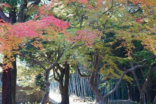 紅葉と竹林 紅葉,もみじ,竹の写真素材