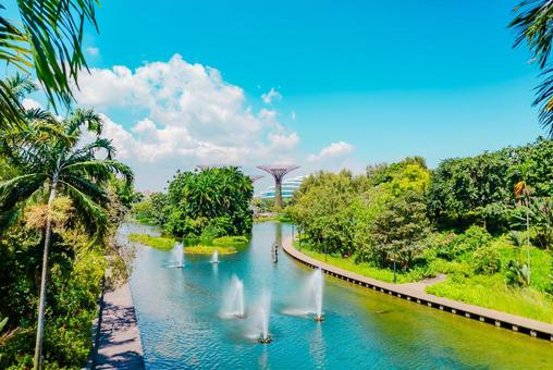 【シンガポール】スーパーツリー 【シンガポール】スーパーツリー シンガポール,ベイフロント,singaporeの写真素材