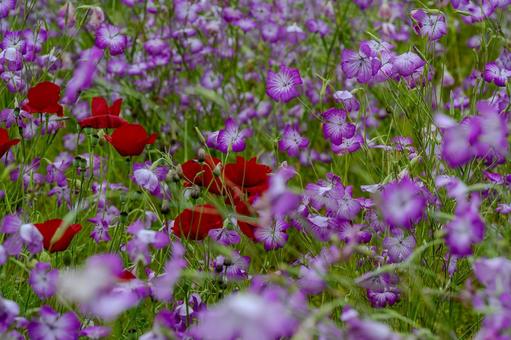 こうのす花まつり2025年 こうのす花まつり2025年の写真
