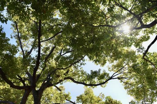 木漏れ日の写真