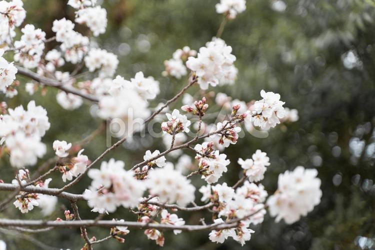 春風に揺れる満開の桜④ 桜,満開,春の写真素材