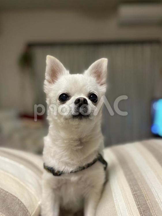 見上げる白い犬 犬,小型犬,チワワの写真素材