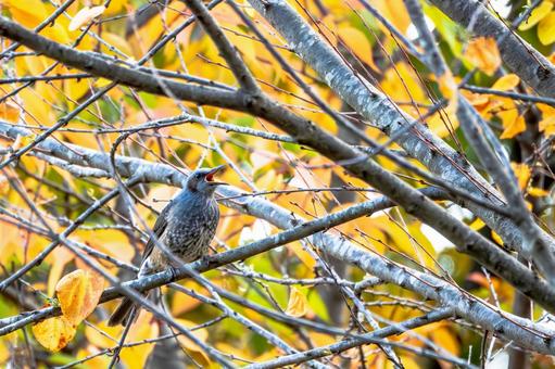 ヒヨドリ(40) 鳥,鳥類,ヒヨドリの写真素材