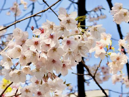 空と桜 空と桜の写真